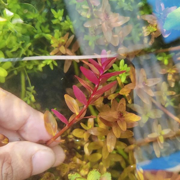 Rotala pink