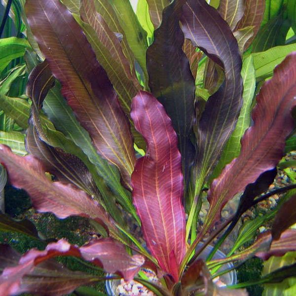 Red rubin sword
