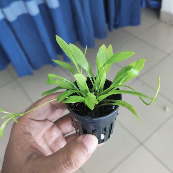 Helanthium tenellum