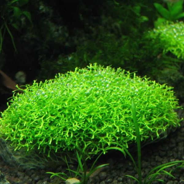 Riccia Moss
