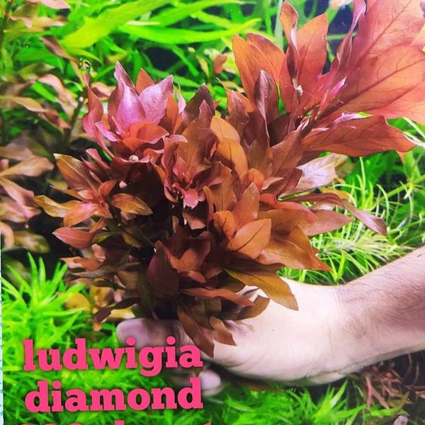Ludwigia glandulosa diamond