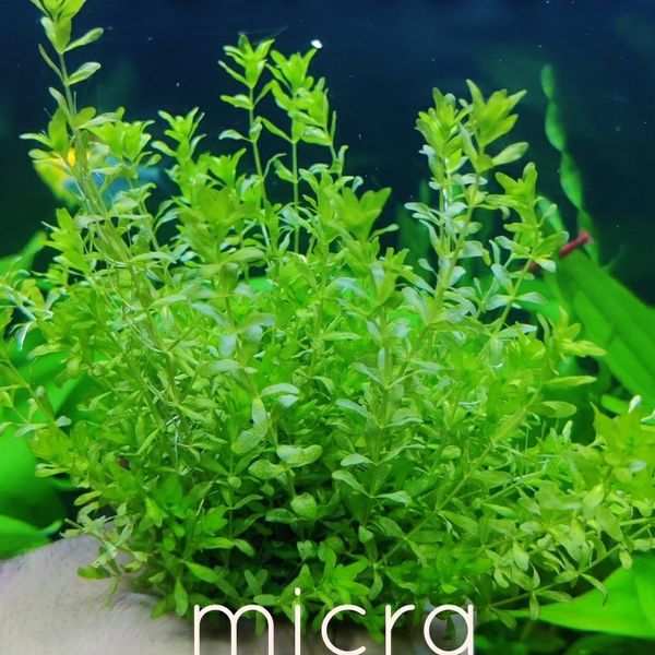 micra carpeting plant