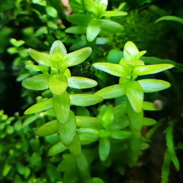Bacopa caroliniana