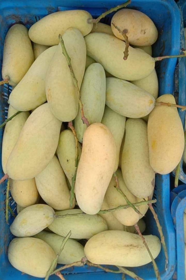 ব্যানানা ম্যাংগো